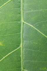 Vertical Close-Up of Leaf Midrib and Detailed Veins