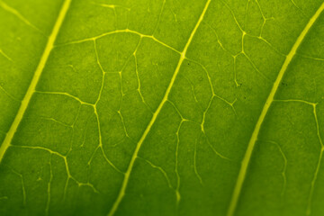 Horizontal Macro of Bright Yellow-Green Leaf Veins
