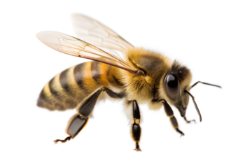 Detailed macro photograph of a honey bee with striped abdomen and translucent wings isolated on transparent background