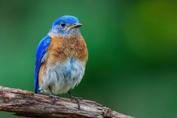 Eastern Bluebird perched on branch