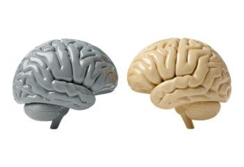 Two Side-View Models of the Human Brain in Gray and Beige