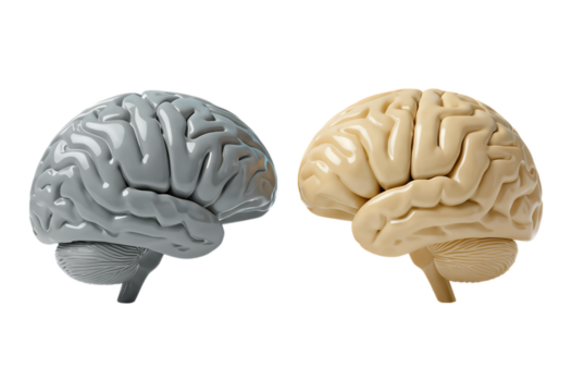 Two Side-View Models of the Human Brain in Gray and Beige