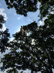 A beautiful upward view of tall trees with lush green leaves reaching toward the bright blue sky