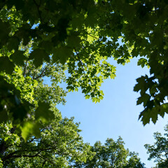 green leaves against the sky