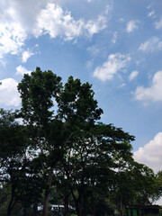 A beautiful upward view of tall trees with lush green leaves reaching toward the bright blue sky