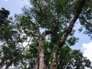 A beautiful upward view of tall trees with lush green leaves reaching toward the bright blue sky