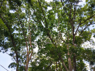 A beautiful upward view of tall trees with lush green leaves reaching toward the bright blue sky