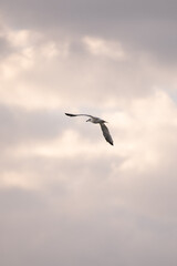 A seagull drifts through the open sky with its wings outstretched, moving with quiet grace. It is light, free and untouched by the world below.