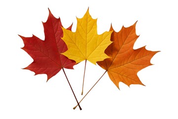 Fototapeta premium Three colorful maple leaves isolated on white background, autumn composition, natural arrangement photography