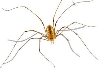 Isolated harvestman arachnid predator with long legs resting on a surface, full studio shot
