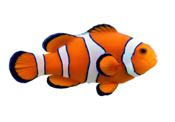Isolated clownfish on clear backdrop swimming looking right with orange and white stripes