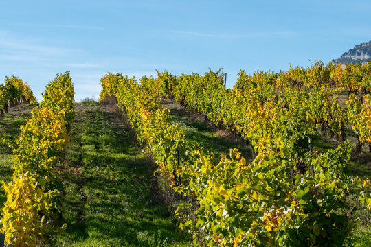 Green and golden vineyard rows in La Rioja Spain under autumn sunlight reflecting agricultural textures and natural patterns across hillside fields of Mediterranean countryside