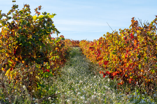 Colorful vineyard path surrounded by autumn foliage in La Rioja Spain combining red and yellow grape leaves under bright sunlight expressing rural beauty and natural agricultural harmony