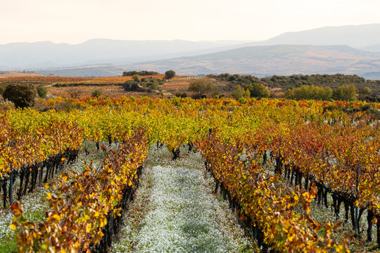 Autumn vineyards extending across La Rioja Spain countryside with rows of grapevines displaying vivid orange and yellow tones creating a natural agricultural composition under clear sunlight