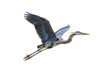 Isolated great blue heron flies with large wings and long legs in clear sky during the day