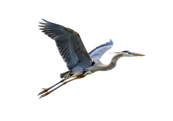 Isolated great blue heron flies with large wings and long legs in clear sky during the day