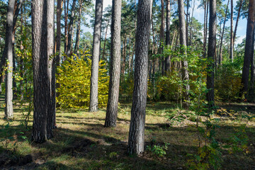 Sunlight filtering through a pine forest with vibrant autumn foliage
