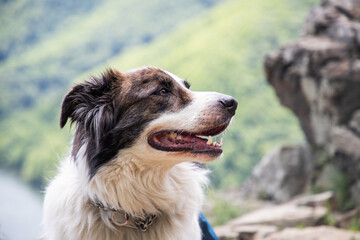 dog overlooking Tarnita lake bright green summer landscape
