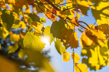 Beautiful autumn with yellow trees and sun. Colorful foliage in the park. Falling leaves natural background
