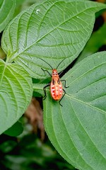 red bug on a leaf