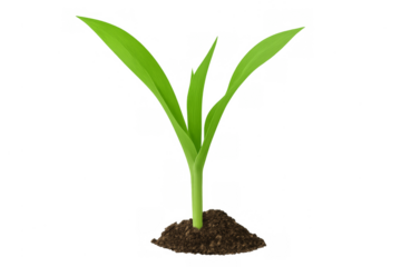 Growing corn seedling in rich soil, transparent background