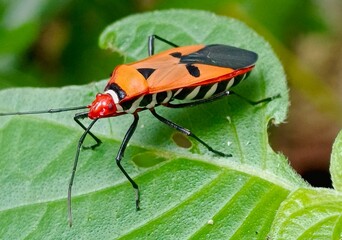 red bug on a leaf
