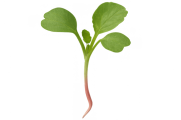 Green radish microgreen sprout growing with transparent background