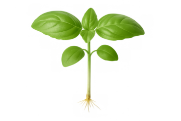 Fresh green basil plant seedling with root