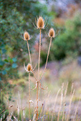 Dipsacus fullonum, common name Teasel, dried seed heads in nature.