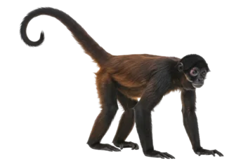 Velours gordijnen Aap Isolated Spider Monkey Ateles with a Prehensile Tail, Showing Wildlife of Tropical America  © Emil