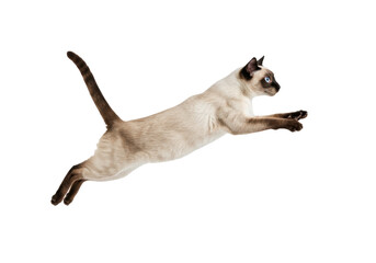Isolated Siamese cat flying, jumping, leaping on a clear background, animal in motion action © Emil