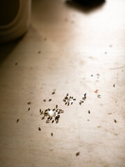 Sugar Ants Invading Kitchen Table - Household Pest Problem and Sweet Drink Spill Cleanup.