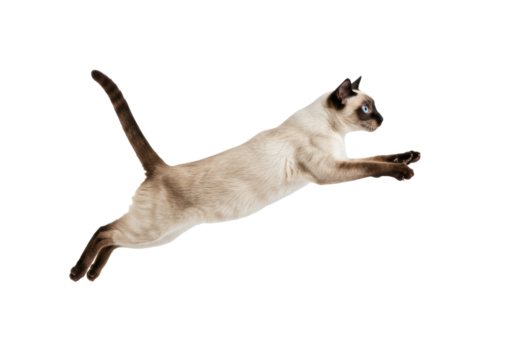 Isolated Siamese cat flying, jumping, leaping on a clear background, animal in motion action