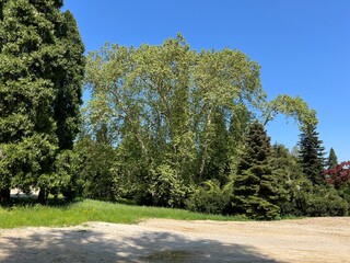 Horticultural monument arboretum Opeka (Croatia) - Das Arboretum Opeka oder Pflanzensammlung im Park von Schloss Opeka (Kroatien) - Hortikulturni spomenik arboretum Opeka (Vinica, Hrvatska)
