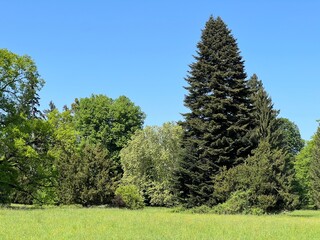 Horticultural monument arboretum Opeka (Croatia) - Das Arboretum Opeka oder Pflanzensammlung im Park von Schloss Opeka (Kroatien) - Hortikulturni spomenik arboretum Opeka (Vinica, Hrvatska)