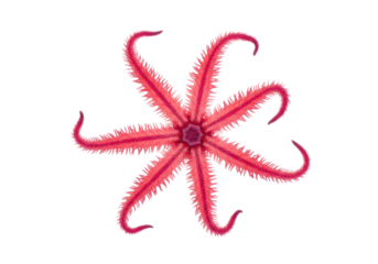 Isolated deep-sea creature with multiple arms in pink, exotic marine organism, ocean depths