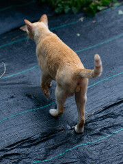 Orange ginger cat walking away on black weed control fabric ground covering in garden area