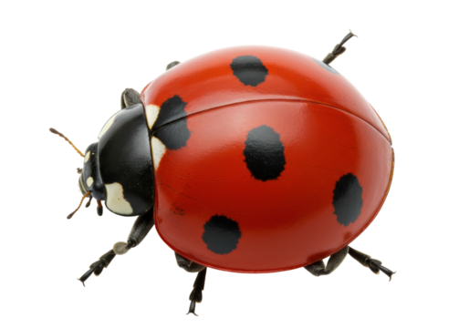 Isolated ladybug crawling around, red shiny shell with black spots, legs moving, insect