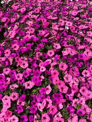 Pink petunia flowers close up nature background