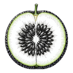 Green Apple Cross Section with Transparent Background, Detailed Illustration for Design