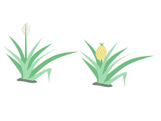 Vector illustration of pineapple and lily plants with green leaves, botanical concept showing tropical fruit and ornamental flower in flat minimalist style.
