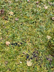 Autumn leaves on the ground