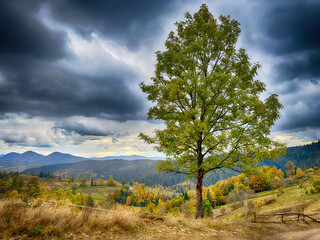 Obraz premium Misty Autumn Rain Clouds over Ukrainian Carpathian Mountains.