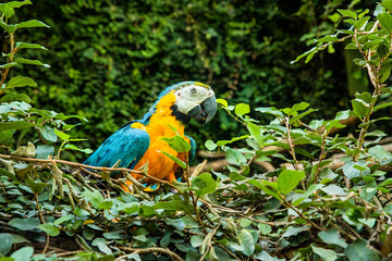 A wild macaw resting among green tropical plants. A beautiful bird, a portrait of a blue-and-yellow macaw