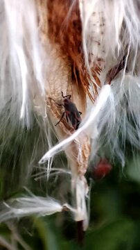 El apareamiento de Caenocoris nerii. Chinche de las adelfas. 