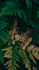 green fern background