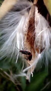  El apareamiento de Caenocoris nerii. Chinche de las adelfas. 