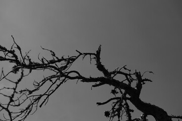 Dead tree in desert no leaves