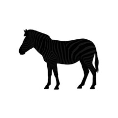 Obraz premium Silhouette of a zebra standing on a white background, side view.