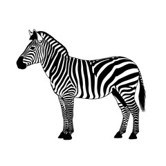 A detailed black and white illustration of a standing zebra with its distinctive striped pattern.